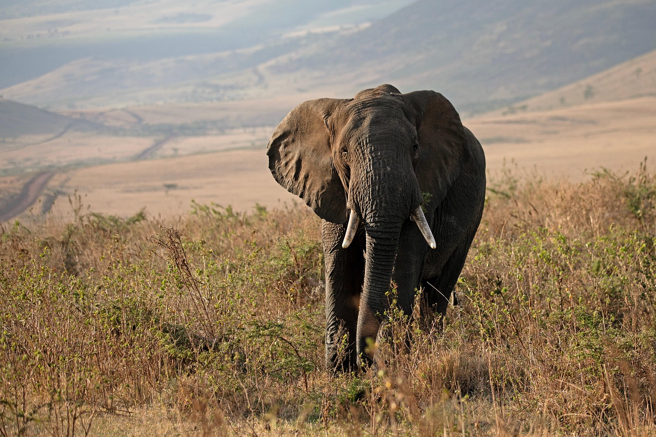 Eco Safaris in Kenya and Tanzania