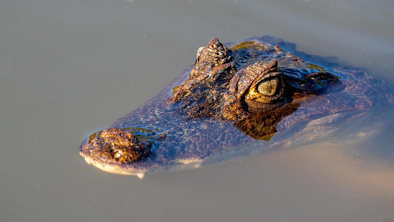 Eco-Tourism in Costa Rica: A Sustainable Paradise
