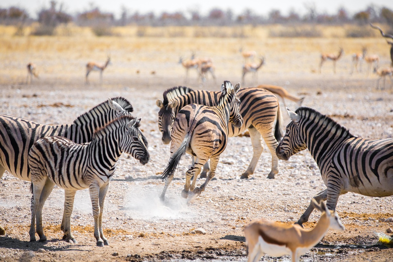 Eco Safaris in Kenya and Tanzania